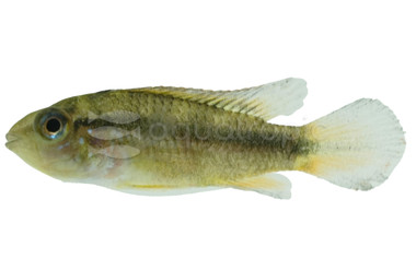 Dwarf Agassizii Cichlid :: 18392