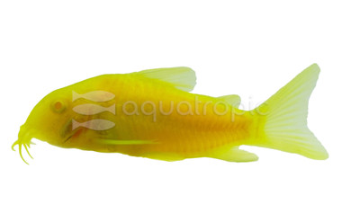 Glo Celestial Yellow Cory Catfish :: 34567