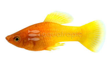 Sunrise Platy :: 23353