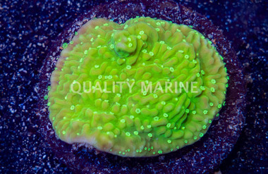 Monti, Encrusting Toxic Glow :: 21798