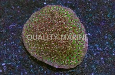 Porites :: 25933