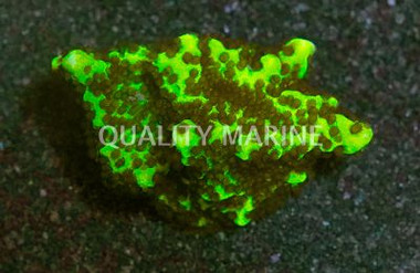 Monti, Spongodes :: 47943