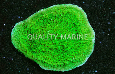 Monti, Cap Spearmint :: 65435