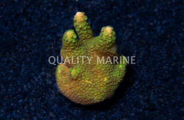 Monti, Branching Green :: 42329
