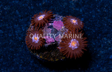 Zoa, Blue Steel :: 47909