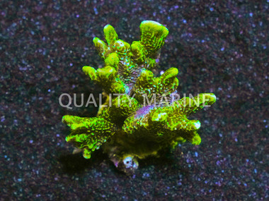 Monti, Green Spongodes :: 98897
