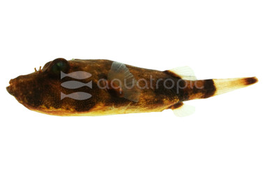Congo Miurus Pufferfish :: 64016
