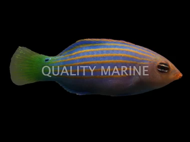 Six Line Wrasse, Les Villages  :: 33927