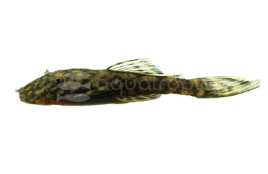 Bristlenose Plecostomus L157 :: 47577