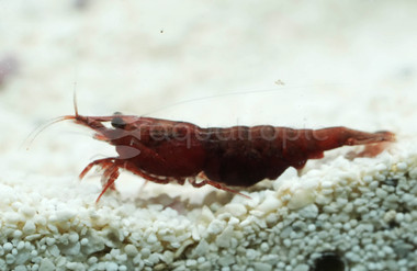 Super Red A Shrimp :: 76477