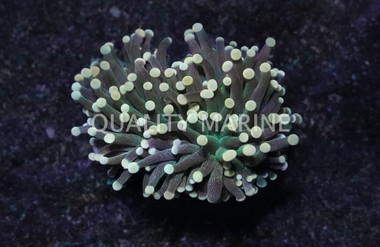 Torch  Green Center, Green Tentacles w/ Orange Tips :: 92395