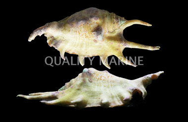 Spider Conch Snail :: 57039