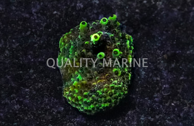 Acropora, Green Goblin :: 90485