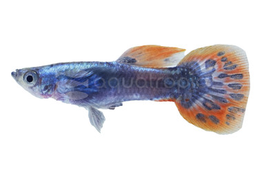 Mosaic Dumbo Ear Guppy, Male  :: 33146