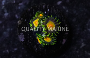Zoa, Queen Midas :: 22559