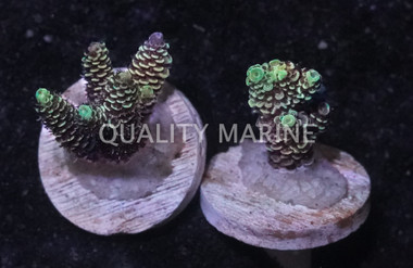 Acropora Blue :: 14826