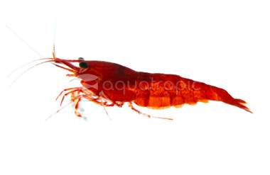 Red Sakura Shrimp :: 20742