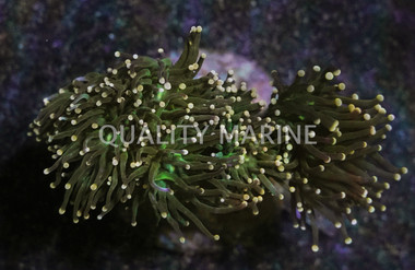 Yellow Tip Green Torch Coral :: 34833