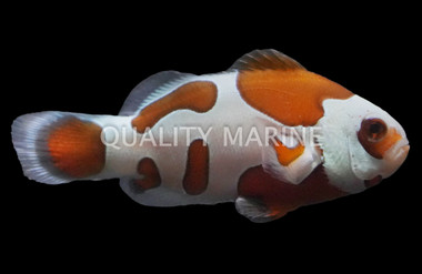 Storm Tangerine Ocellaris Clownfish :: 85458