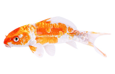 Mixed Doitsu Koi :: 39001