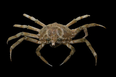 Longnose Spider Crab :: 77036