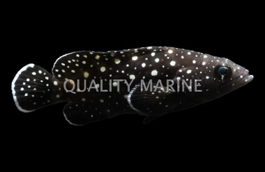 Whitespotted Grouper :: 19064