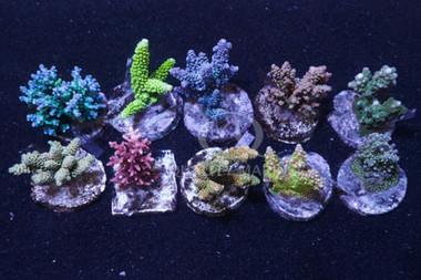 Aussie Cultured Acropora :: 98373