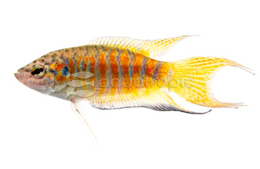 Red Paradise Gourami :: 13449