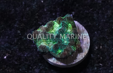 Maze, Green :: 62474