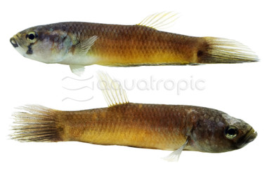 Howong Unimaculata Betta, Pair :: 89989