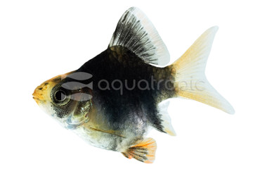Tiger Green Balloon Barb :: 60755