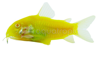 Glo Electric Green Cory Catfish :: 61997