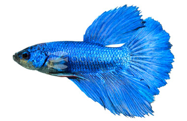 Halfmoon Betta, Male :: 16861