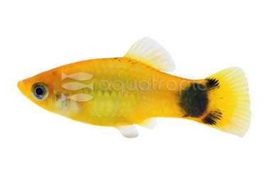 Sunset MM Platy :: 24198