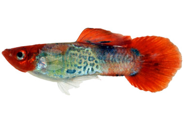 Koi Cobra Guppy, Male  :: 23069