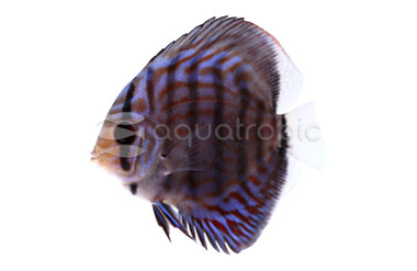 Super Red Turquoise Discus :: 24005