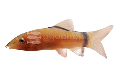 Skunk Loach :: 43006