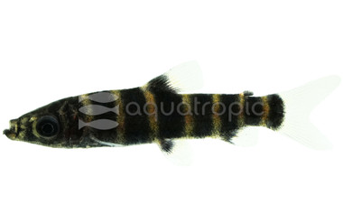 Cingulatus Headstander  :: 27189