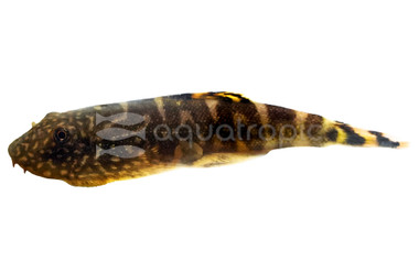 Blue Zebra Borneo Sucker :: 26756