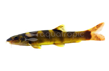 Royal Clown Pellegrini Loach :: 15318
