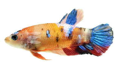 Koi Betta, Female  :: 25649