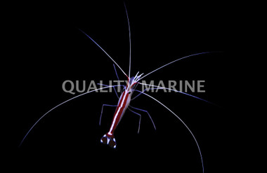 Scarlet Skunk Cleaner Shrimp, Les Villages :: 57610