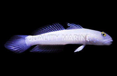 Blue Speckled Watchman Goby :: 18670