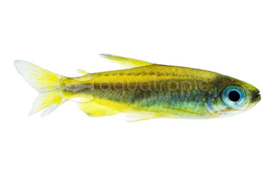 Congo Wild Interruptus Tetra :: 65676