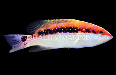 Red Louti Grouper, Les Villages :: 19056