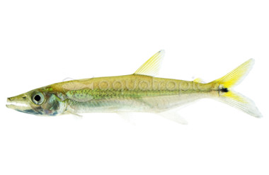Armatus Payara  :: 65696