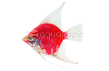 Glo Starfire Red Angel :: 58373