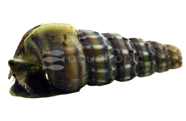 King Rainbow Hercules Snail :: 30652