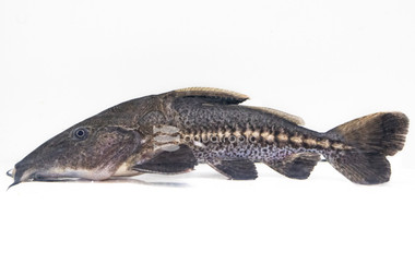 Ripsaw - Turushuqui Catfish :: 17793