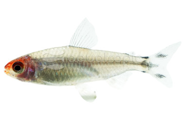Rummy Nose Brilliant Head Tetra :: 54089